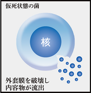 菌を仮死状態にする