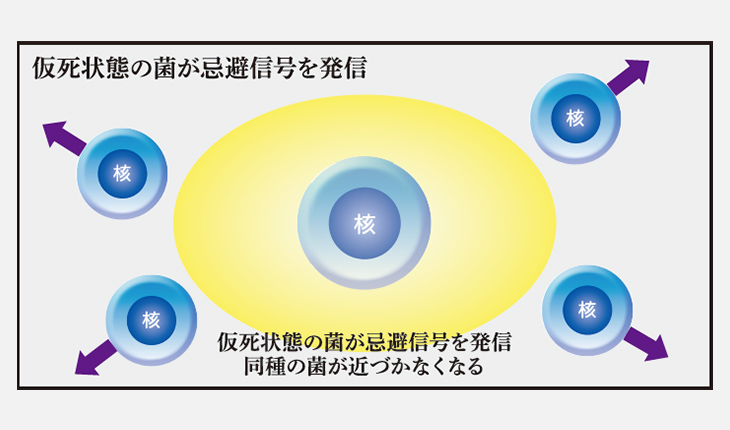 忌避効果により同種の菌を近づけない