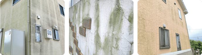 外壁を塗り替えても数年後にカビ・コケが発生する可能性があります